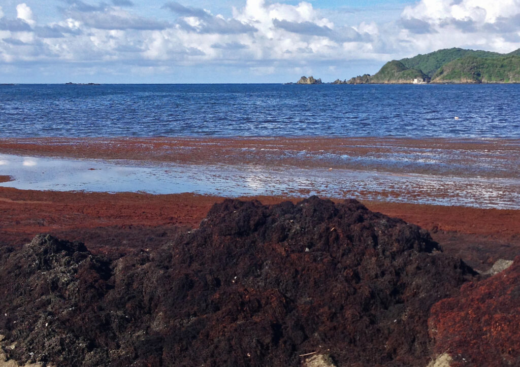 Dry, decaying sargassum on a beach in Tobago. (Image by rjsinenomine via Flickr, CC BY 2.0)