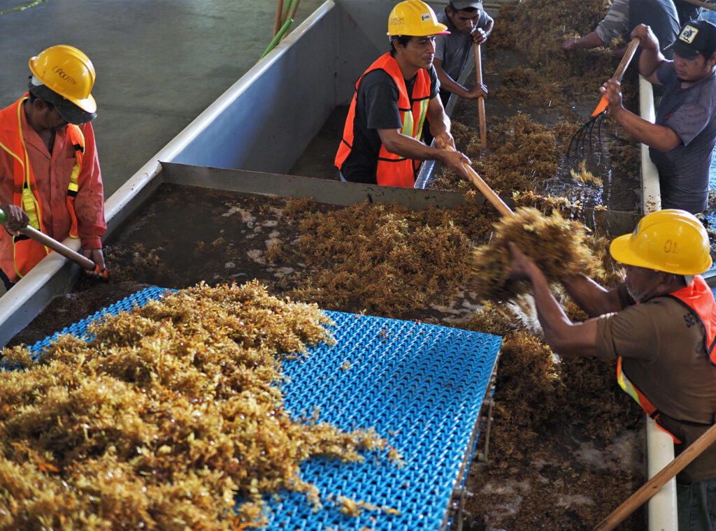 The Carbonwave team rinses off excess sand and debris from the sargassum before loading it onto a conveyor belt where it undergoes a visual inspection for quality. (Image courtesy of Carbonwave)