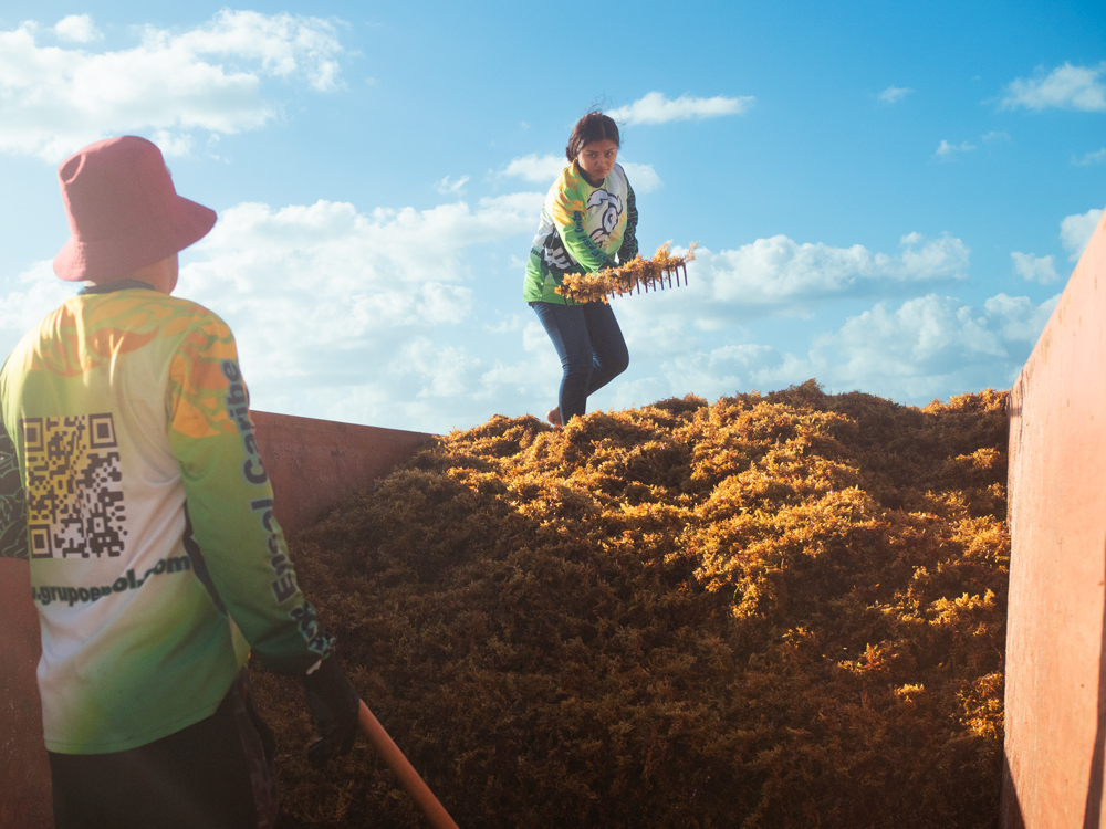 Grupo Ensol, the Carobonwave collection team, loads sargassum into a bin in Quintana Roo, Mexico. (Image courtesy of Carbonwave)