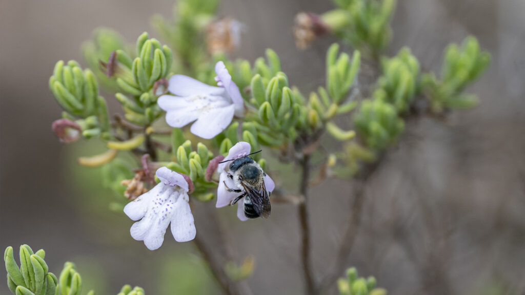 Scrub mints are critical for pollinators, including the rare blue calamintha bee, Osmia calaminthae. (Florida Museum photo by Kristen Grace)