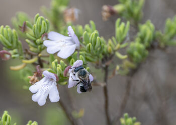 Scrub mints are critical for pollinators, including the rare blue calamintha bee, Osmia calaminthae. (Florida Museum photo by Kristen Grace)