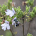 Scrub mints are critical for pollinators, including the rare blue calamintha bee, Osmia calaminthae. (Florida Museum photo by Kristen Grace)