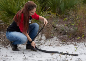Kim Titterington releases an eastern indigo snake (a federally protected species) after its rehabilitation from a lawn equipment incident. (Photo by Charles Titterington)