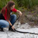 Kim Titterington releases an eastern indigo snake (a federally protected species) after its rehabilitation from a lawn equipment incident. (Photo by Charles Titterington)