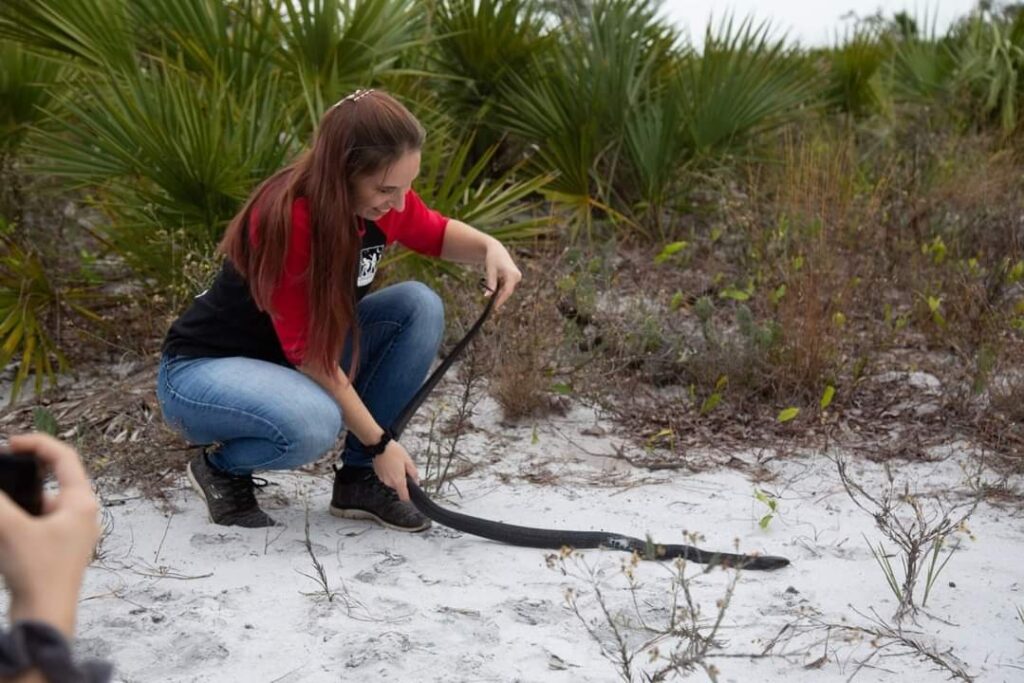 Kim Titterington releases an eastern indigo snake (a federally protected species) after its rehabilitation from a lawn equipment incident. (Photo by Charles Titterington)