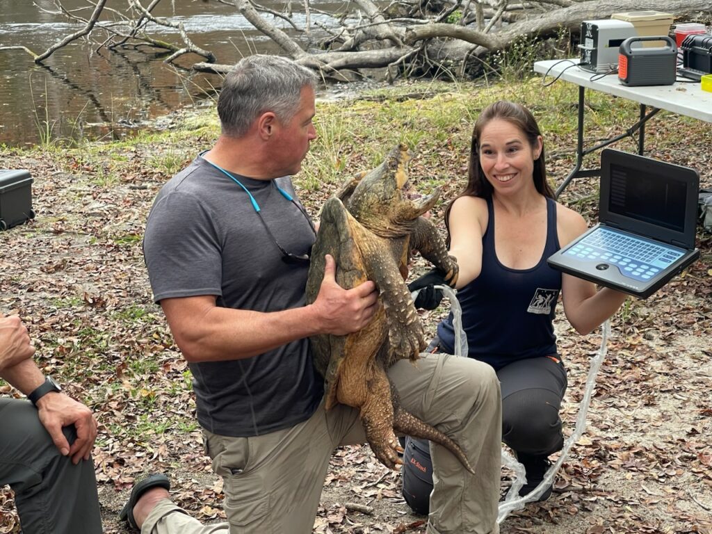Kim Titterington performs an ultrasound on an alligator snapping turtle held by wildlife biologist Jeff Corwin for a filming of an episode of his ABC television show, "Wildlife Nation." (Photo by Charles Titterington).