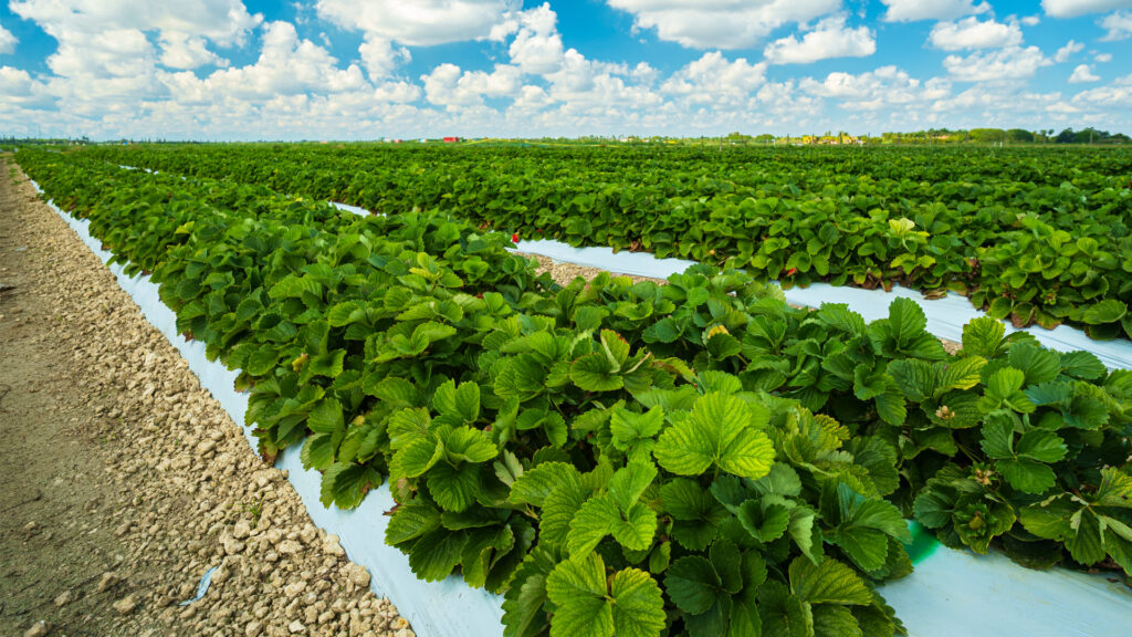 A strawberry field in Florida (iStock image)