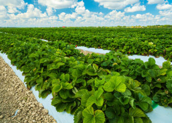 A strawberry field in Florida (iStock image)