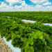 A strawberry field in Florida (iStock image)
