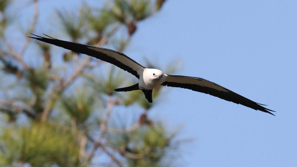 A swallow-tailed kite in flight (iStock image)
