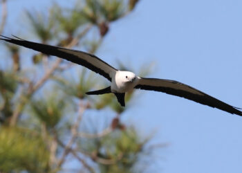 A swallow-tailed kite in flight (iStock image)