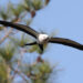 A swallow-tailed kite in flight (iStock image)