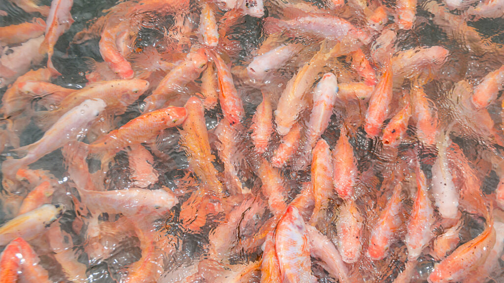 Tilapia at a fish farm in Thailand (iStock image)