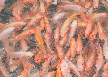 Tilapia at a fish farm in Thailand (iStock image)