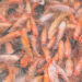 Tilapia at a fish farm in Thailand (iStock image)