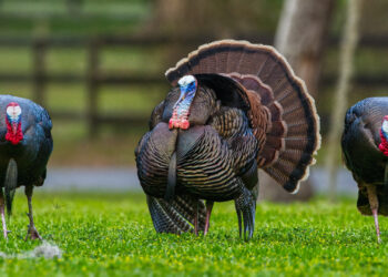 Wild turkeys (iStock image)