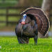 Wild turkeys (iStock image)