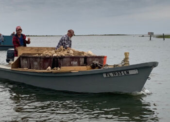 Local oyster harvesters help deploy limestone rock, a restoration material, for the Apalachicola Bay System Initiative oyster reef restoration experiments. (Courtesy FSU Coastal and Marine Laboratory)