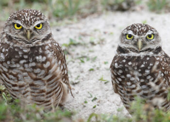Burrowing owls (iStock image)