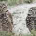 Burrowing owls (iStock image)