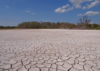 Cracked mud in a pond in Everglades National Park during drought conditions. (iStock image)