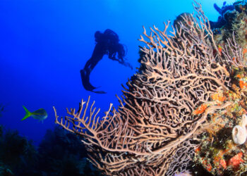A diver explores the reef at Florida Keys National Marine Sanctuary. (National Marine Sanctuaries, Public domain, via Wikimedia Commons)