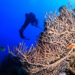 A diver explores the reef at Florida Keys National Marine Sanctuary. (National Marine Sanctuaries, Public domain, via Wikimedia Commons)