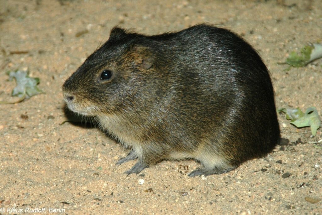 Greater guinea pig (Cavia magna). (Photo: Klaus Rudloff, used with permission)