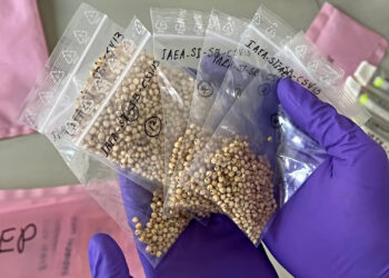 bags of sorghum seeds that spent 5 months in space An expert at the Plant Breeding and Genetics Laboratory holds the sorghum seeds that spent five months at the International Space Station. (Katy Laffan/IAEA)