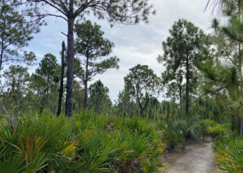 Urban pine rocklands in Larry and Penny Thompson Memorial Park near Zoo Miami (Photo by Elise Bennett)