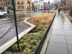 A bioswale in Washington, D.C. (Erica Fischer, CC BY 2.0, via Wikimedia Commons)