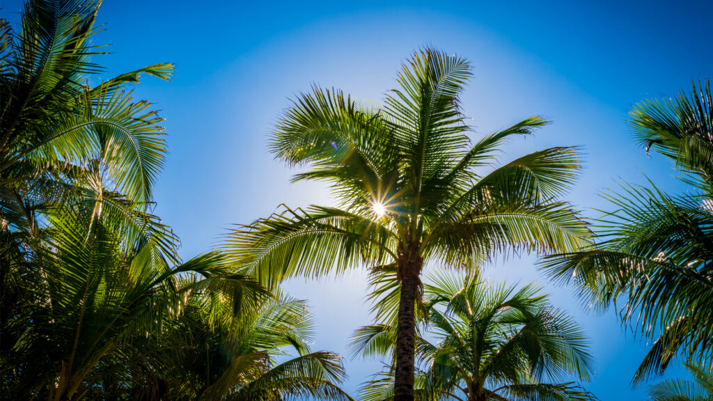 The sun shines through trees on Miami Beach (iStock image)