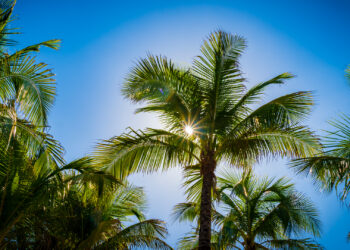 The sun shines through trees on Miami Beach (iStock image)