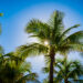 The sun shines through trees on Miami Beach (iStock image)