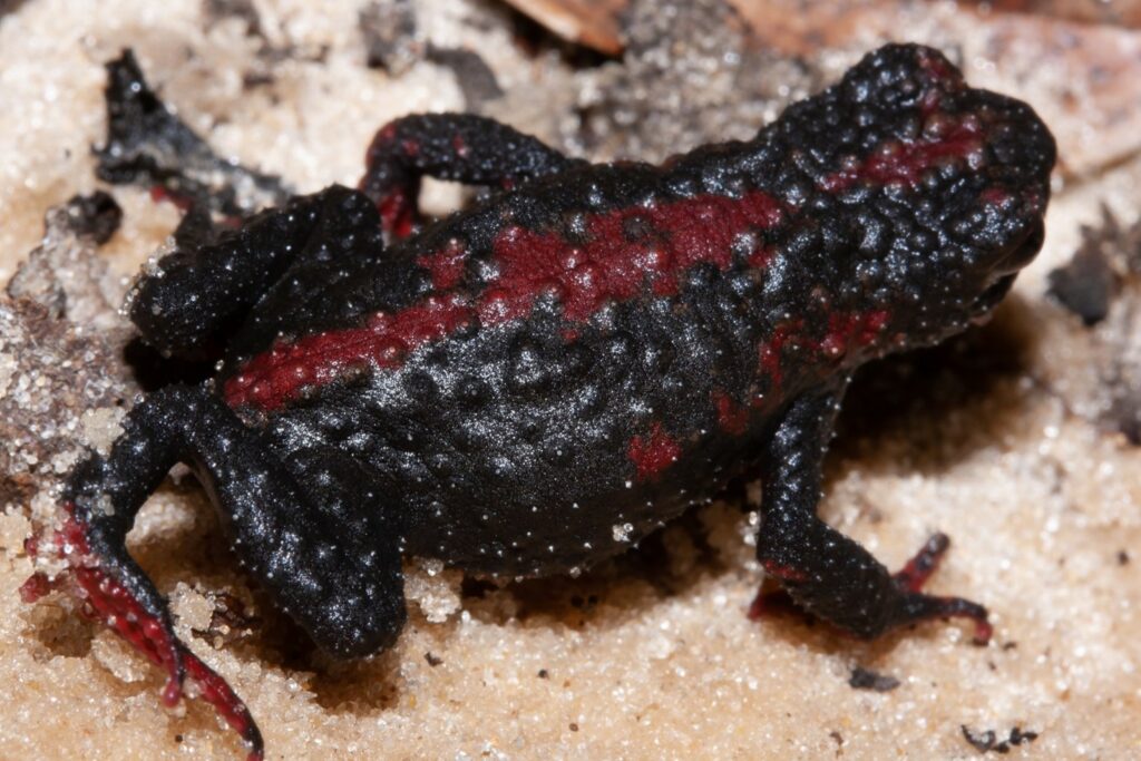 Red-bellied toad (Melanophryniscus dorsalis) (Photo: Jorge S. Bernardo-Silva, used with permission)