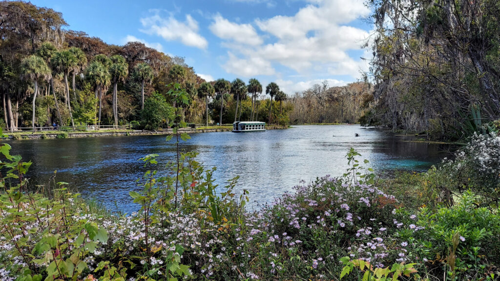 A glass-bottom boat can be seen in the distance at Silver Springs State Park (P. Hughes, CC BY-SA 4.0, via Wikimedia Commons)