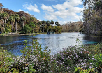 A glass-bottom boat can be seen in the distance at Silver Springs State Park (P. Hughes, CC BY-SA 4.0, via Wikimedia Commons)