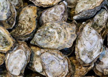Oysters (iStock image)