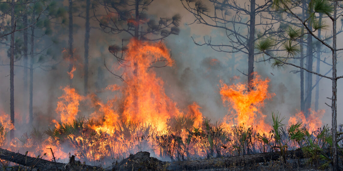 Forestry workers ignite a controlled burn of the underbrush on approximately 500 acres of the Hal Scott Preserve in Orlando. (iStock image)