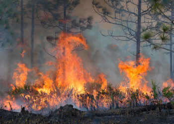 Forestry workers ignite a controlled burn of the underbrush on approximately 500 acres of the Hal Scott Preserve in Orlando. (iStock image)