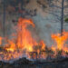 Forestry workers ignite a controlled burn of the underbrush on approximately 500 acres of the Hal Scott Preserve in Orlando. (iStock image)