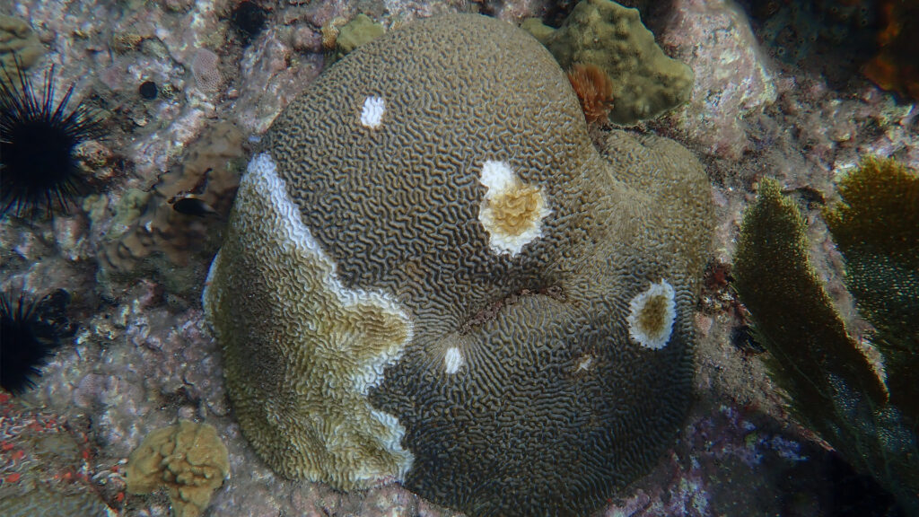 Coral affected by stony coral tissue loss disease in Martinique (G.Mannaerts, CC BY-SA 4.0, via Wikimedia Commons)