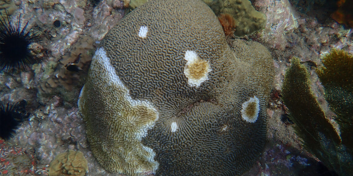 Coral affected by stony coral tissue loss disease in Martinique (G.Mannaerts, CC BY-SA 4.0, via Wikimedia Commons)