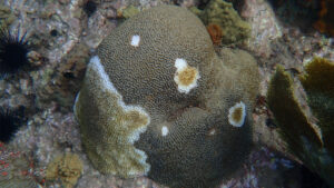 Coral affected by stony coral tissue loss disease in Martinique (G.Mannaerts, CC BY-SA 4.0, via Wikimedia Commons)