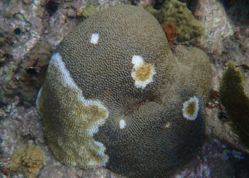 Coral affected by stony coral tissue loss disease in Martinique (G.Mannaerts, CC BY-SA 4.0, via Wikimedia Commons)