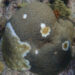 Coral affected by stony coral tissue loss disease in Martinique (G.Mannaerts, CC BY-SA 4.0, via Wikimedia Commons)