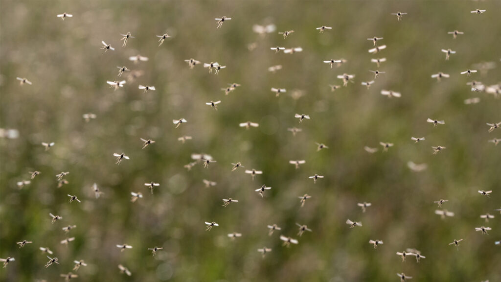 A swarm of mosquitoes (iStock image)