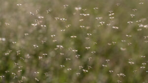 A swarm of mosquitoes (iStock image)