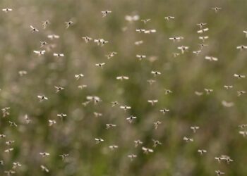 A swarm of mosquitoes (iStock image)