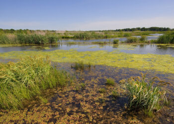 A wetland restoration project (USDA NRCS Texas, Public domain, via Wikimedia Commons)